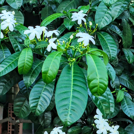 Folhas e flores do jasmim-de-leite.