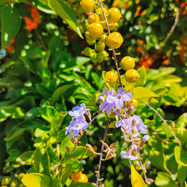 Folhas, flores e frutos do pingo-de-ouro.