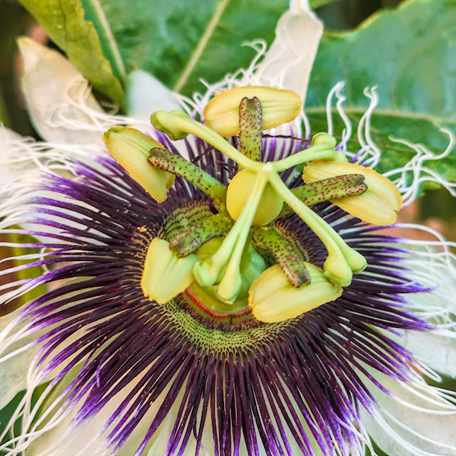 Estames e pistilo da flor do maracujá-azedo.