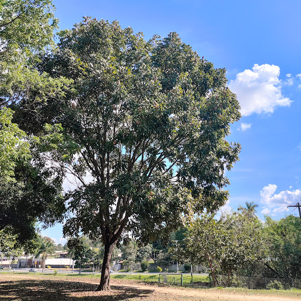 Mogno em parque.