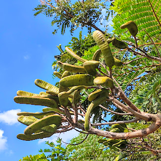 Cacho de favas do faveiro-de-wilson.