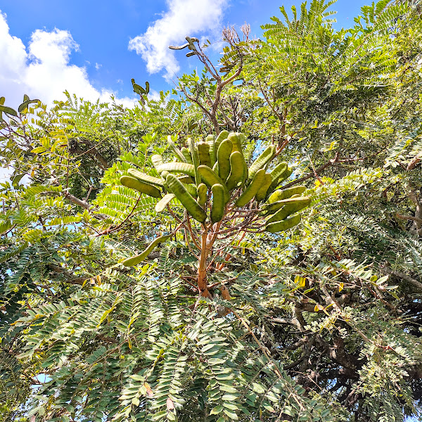 Folhas e frutos do faveiro-de-wilson.