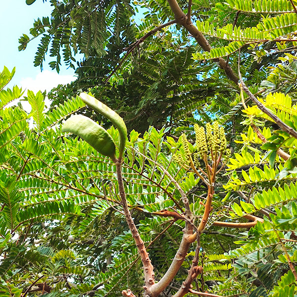 Flores, frutos e folhas do faveiro-de-wilson.