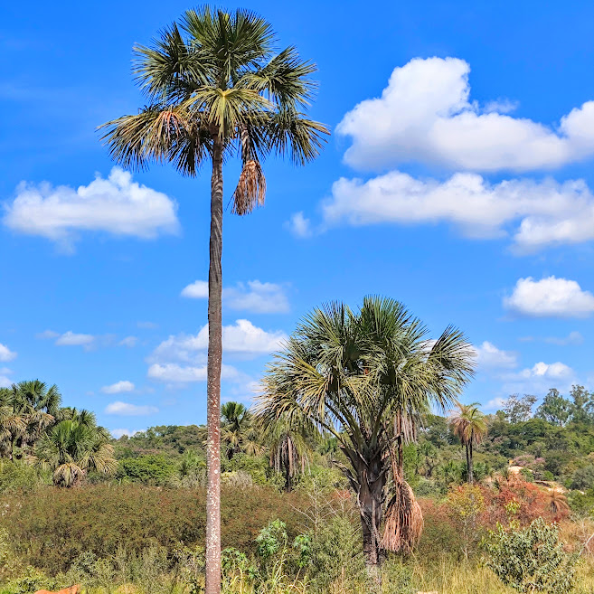 Palmeira buriti.