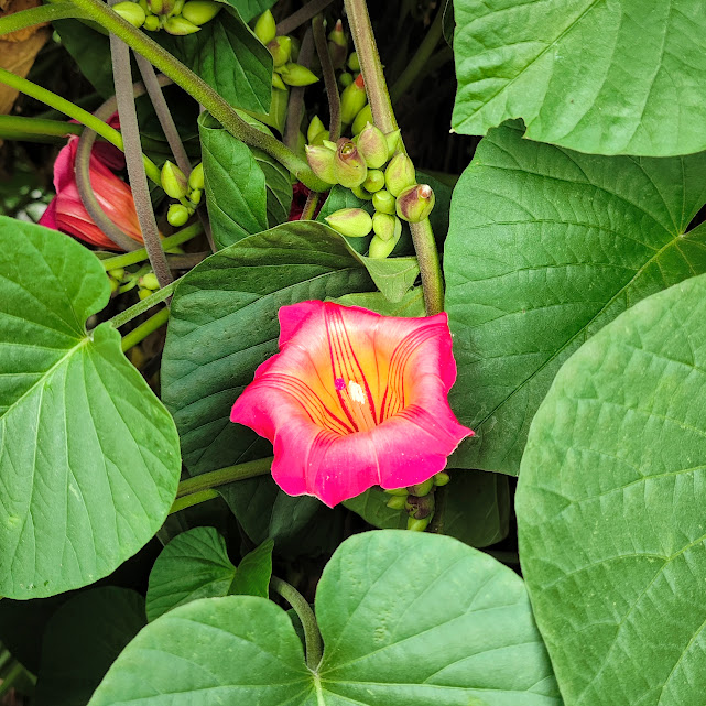 Flor e folhas da impomeia-africana.