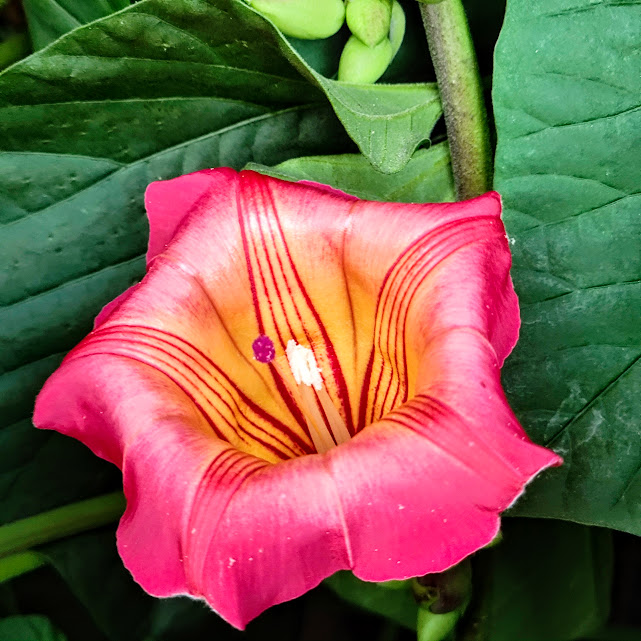 Flor da impomeia-africana.