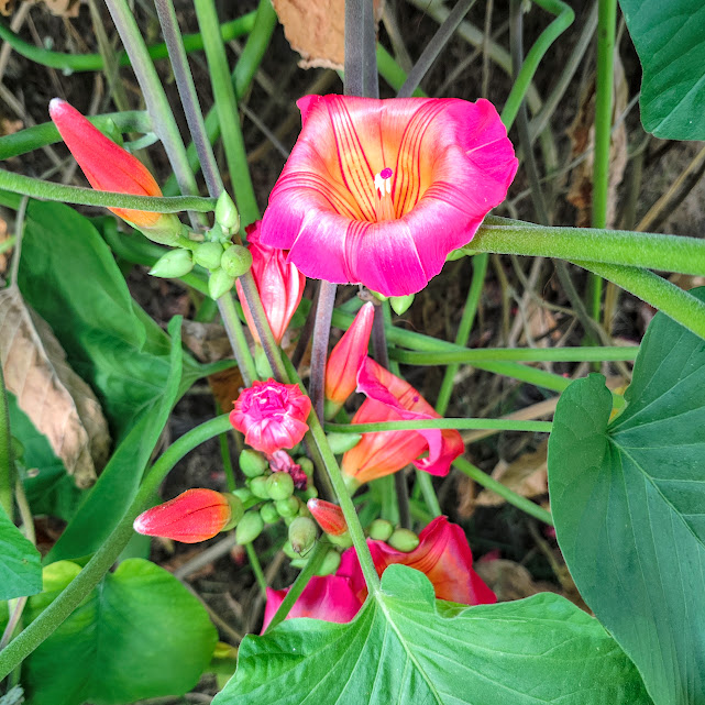 Flores da impomeia-africana.