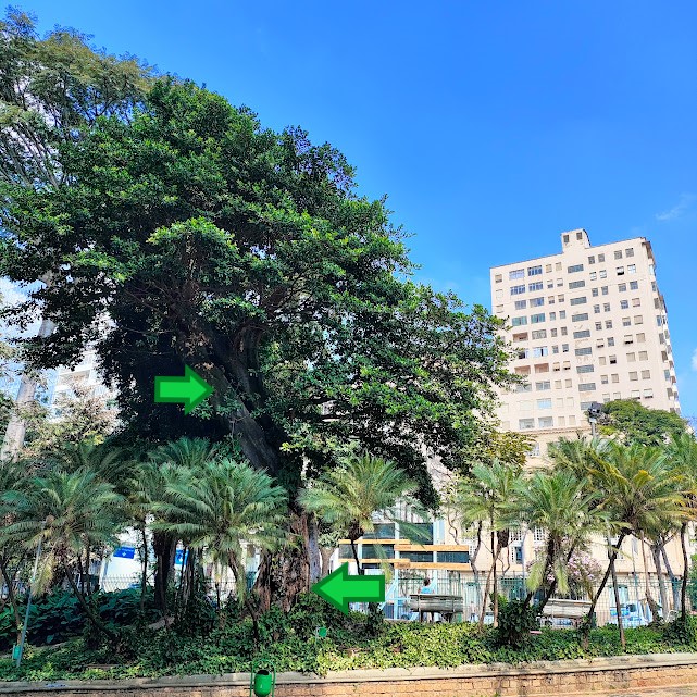 Figueira-branca bastante ornamental.