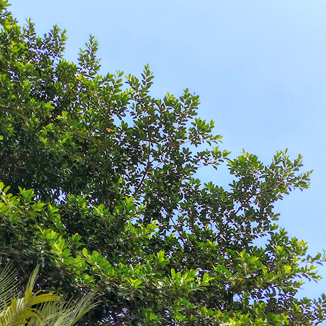 Folhagem da figueira-branca.