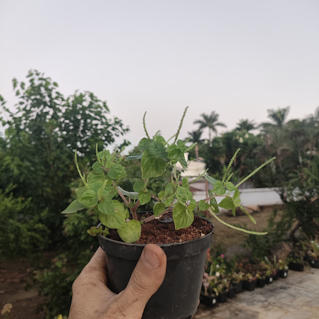 Erva-de-jaboti cultivada em vaso.