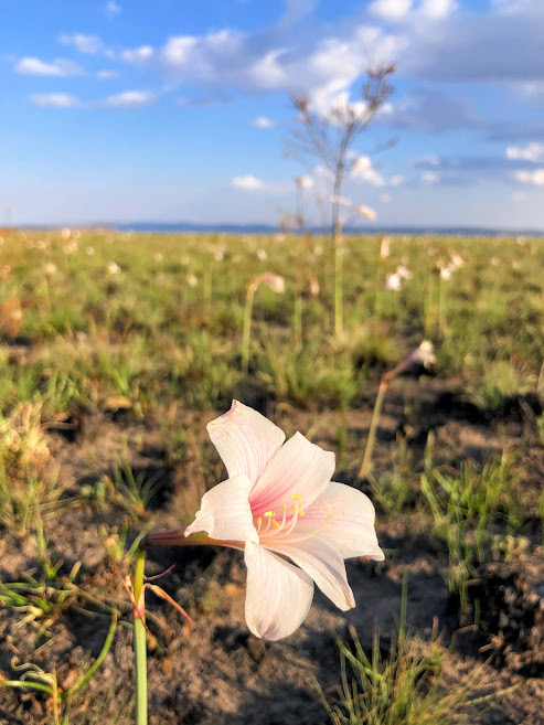 Flor da acuçena-da-canastra.