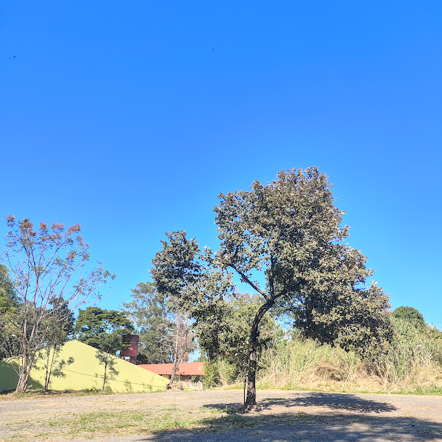 Árvore de açoita-cavalo.