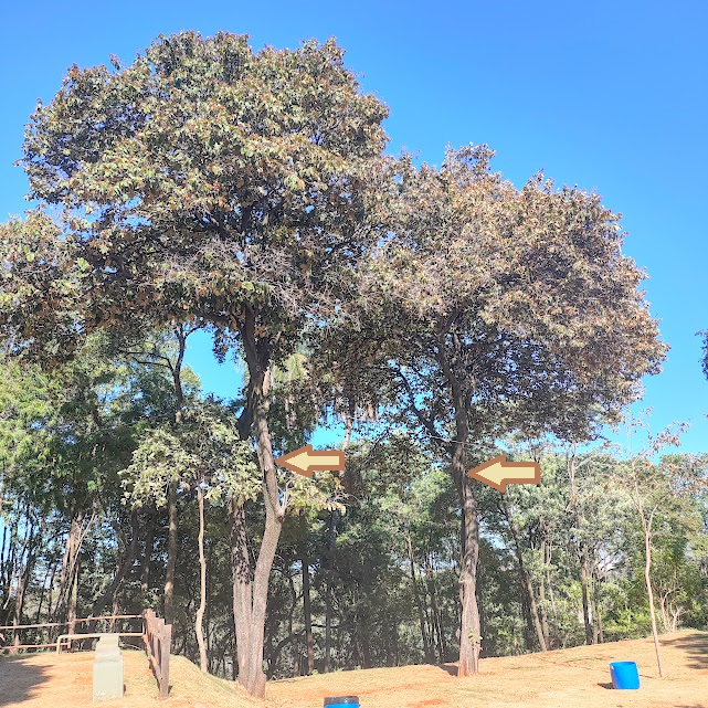 Árvores de açoita-cavalos