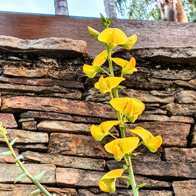 Inflorescência do chocalho.