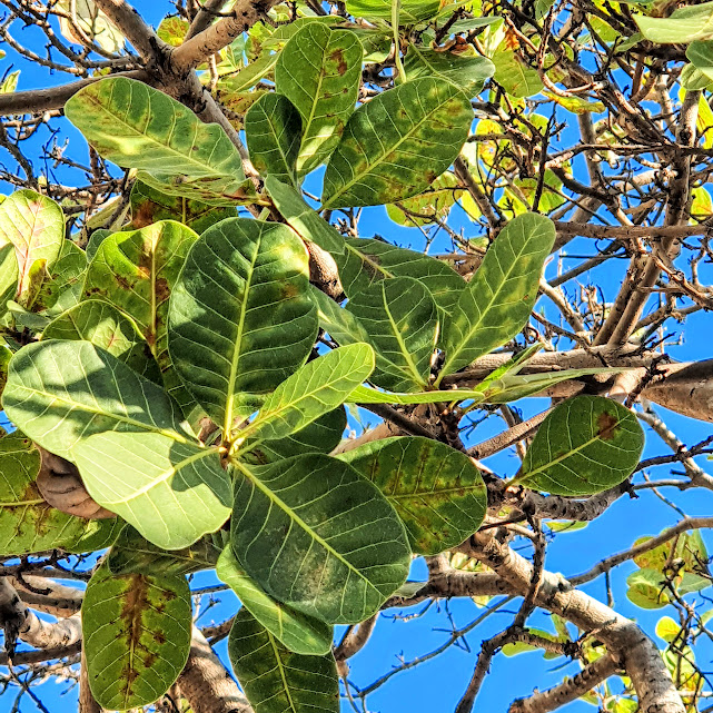 Folhas típicas das figueiras.