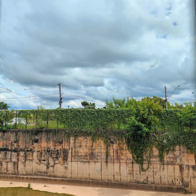 Maciço de corriolas em grade.