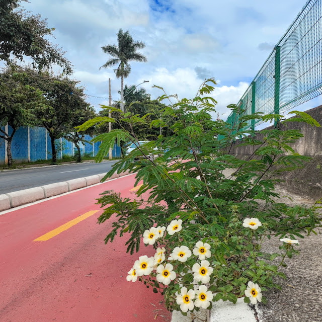 Flor-do-guarujá.