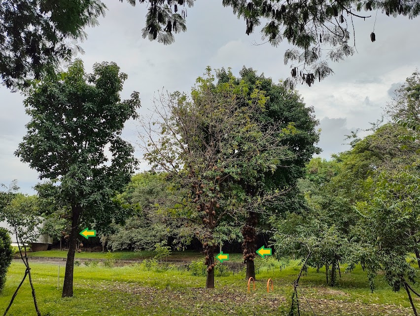 Grupo de abricós-de-macaco.