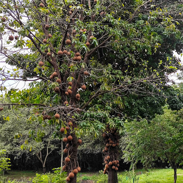 Abricós-de-macaco cheio de frutos.