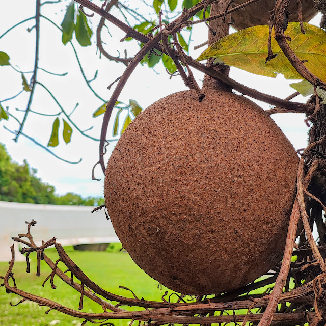 Fruto do abricó-de-macaco.