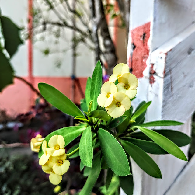 Flor amarela da coroa-de-cristo.