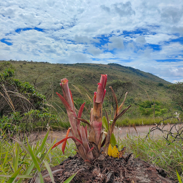 Bromélia no Parque Estadual Serra do Rola Moça.