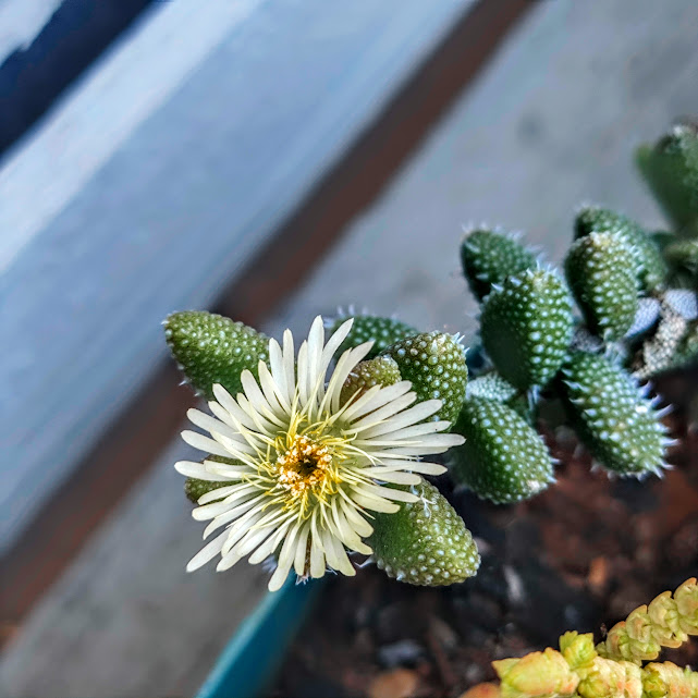 Flor da planta-saumora.