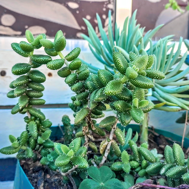 Planta-saumora cultivada em vaso