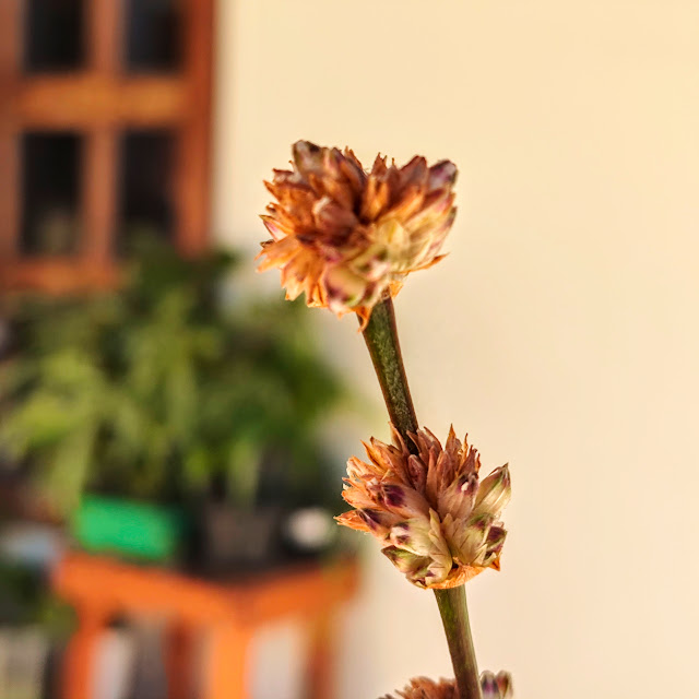 Flores da falsa-bromélia.