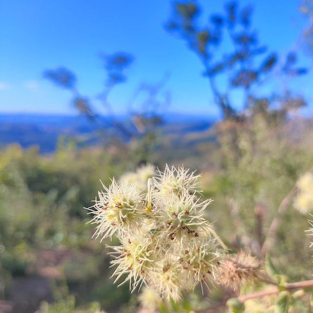 Flores da Medusantha sp.
