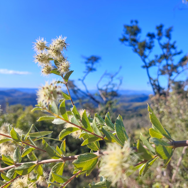 Ramos, folhas e flores da Medusantha sp.