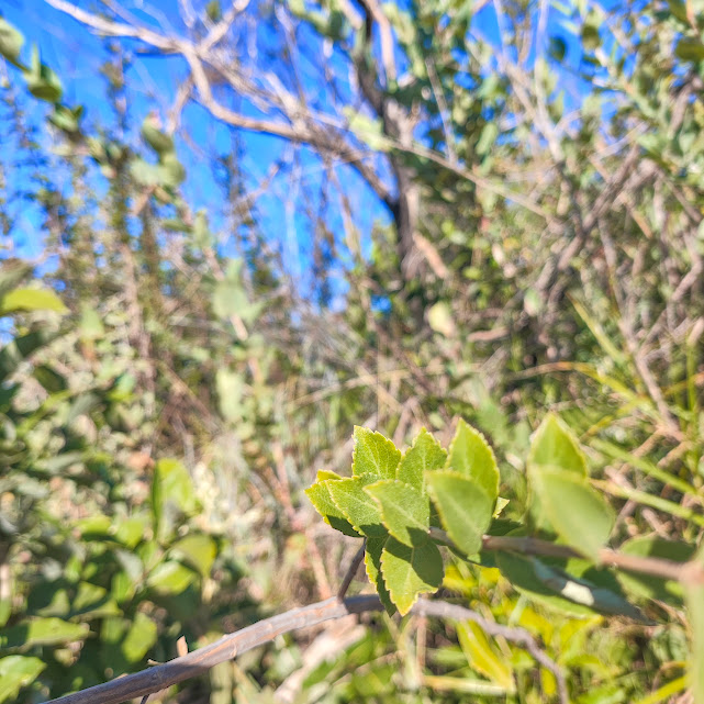 Folhas da Medusantha sp.