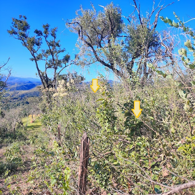 Medusantha sp. em área de savana.