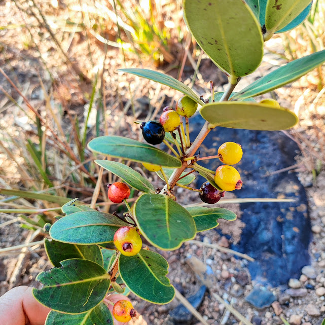 Frutos da Ilex asperula.