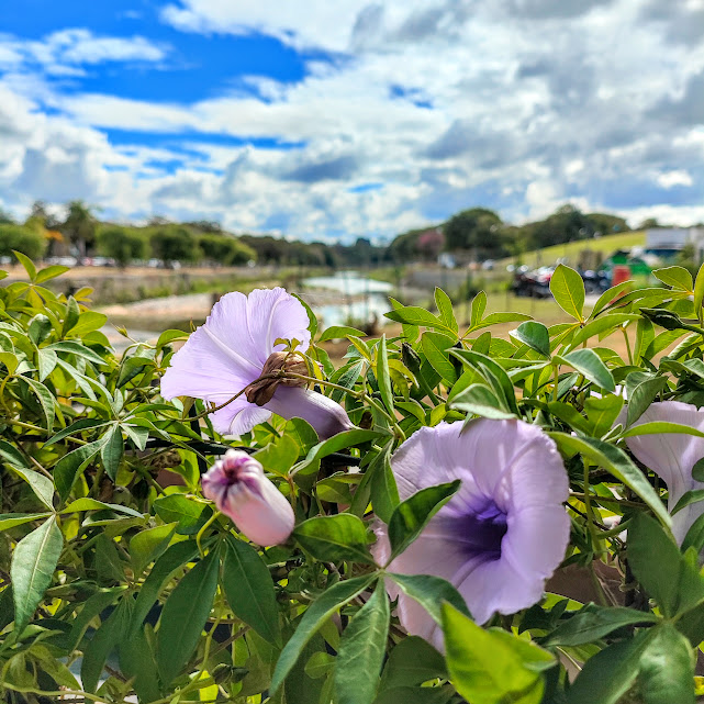 Folhas e flores da corriola.