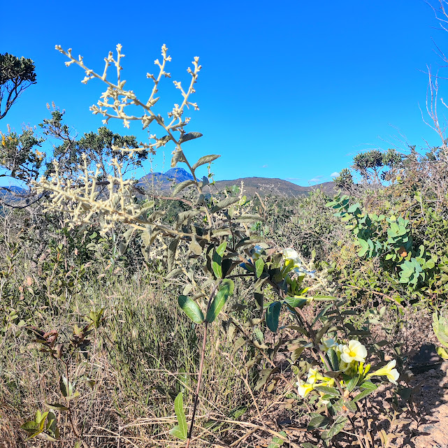 Cipó-de-leite-do-cerrado em área de savana.