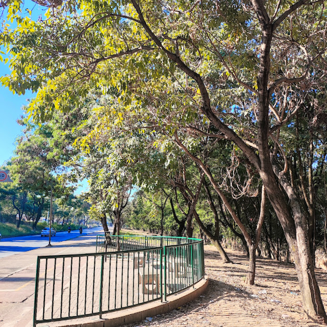 Arborização farta em via.