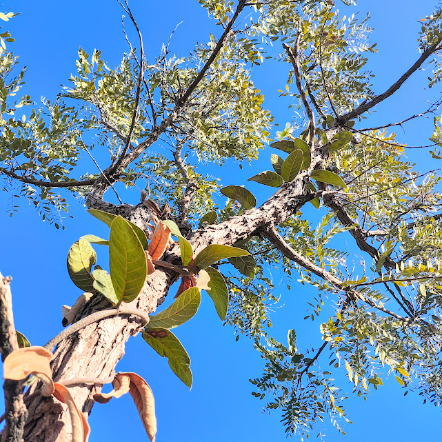 Cipó-de-leite-do-cerrado sobre barbatimão.