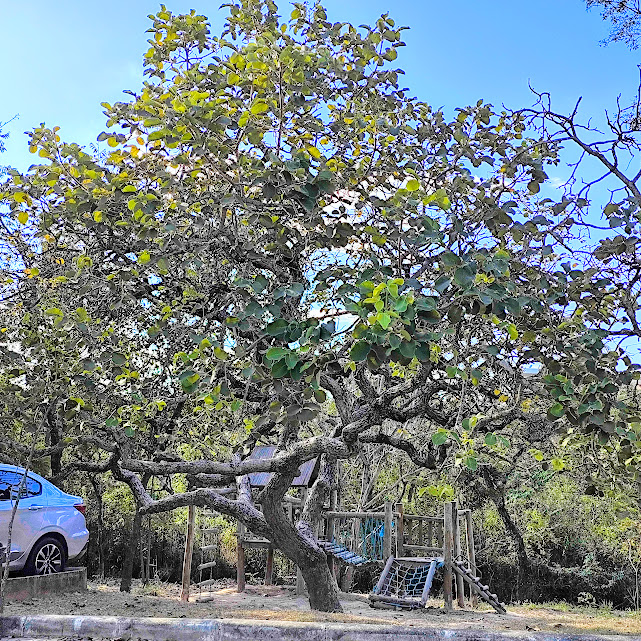 Pequizeiro no Parque Natural Municipal Felisberto Neves.