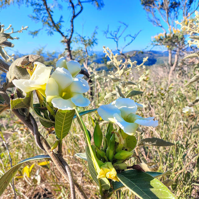 Flores do cipó-de-leite-do-cerrado.