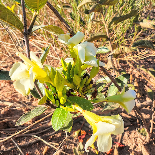 Flores do cipó-de-leite-do-cerrado.