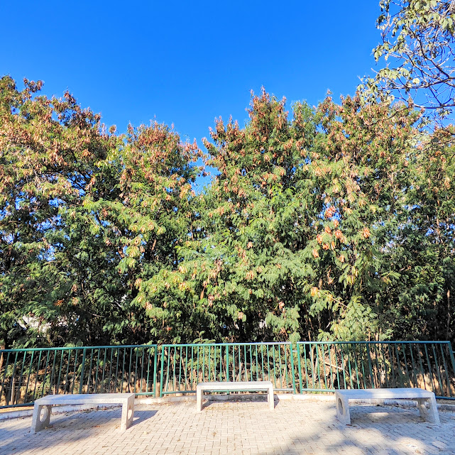 Pracinha com leucenas.