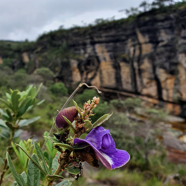 Flor da Periandra mediterranea.