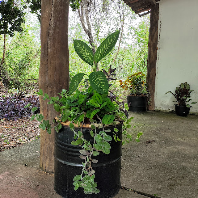 Composição com a maranta-pena-de-pavão.