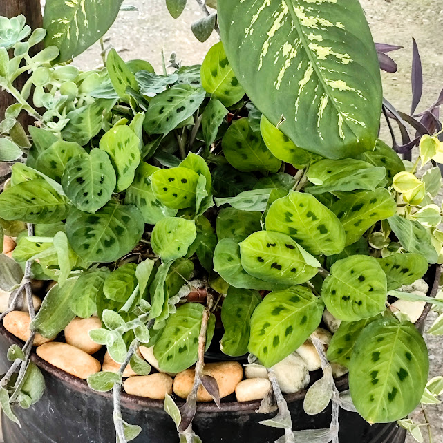 Maranta-pena-de-pavão em vaso.