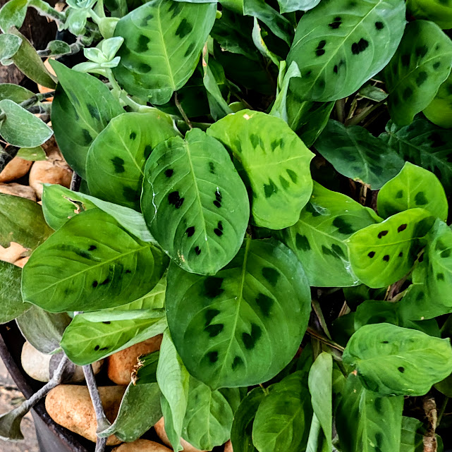 Folhas da maranta-pena-de-pavão.