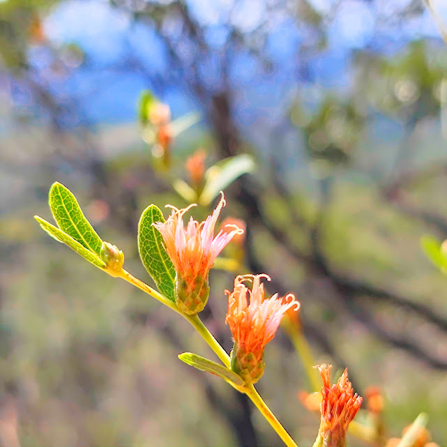 Flores do capim-alto-da-serra.