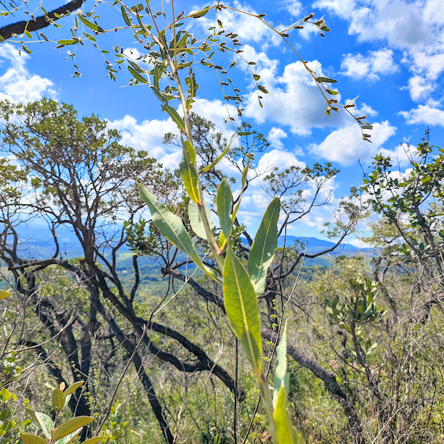 Folhas do capim-alto-da-serra.