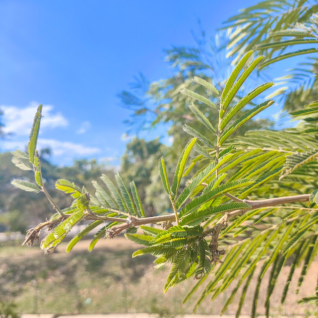 Folhas da farinha-seca.