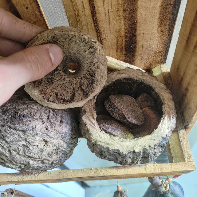 Fruto e sementes da castanha-de-pará.